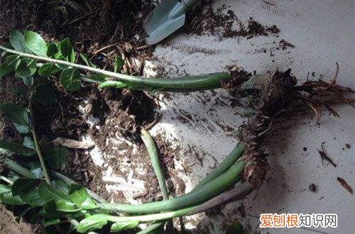 图 新买的金钱树如何换盆 刚买的金钱树怎么养护