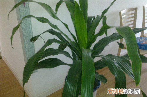 图 巴西木的养护方法 巴西木出现黄叶怎么办