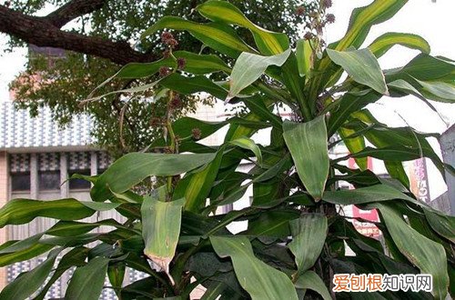 图 巴西木的养护方法 巴西木出现黄叶怎么办