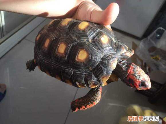 红腿陆龟吃仙人掌吗,什么龟吃仙人掌
