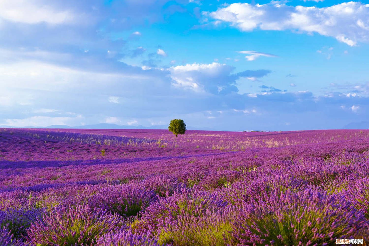薰衣草怎么种植? 薰衣草种植方法,薰衣草怎么种