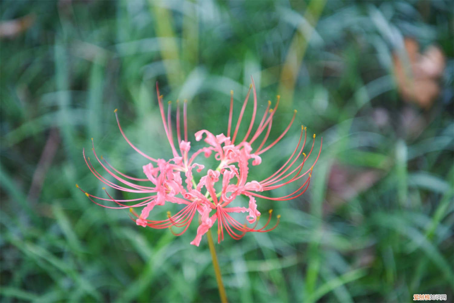 曼珠沙华好不好养 曼珠沙华怎么养，曼珠沙华有毒吗