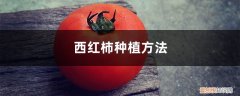 西红柿种植技术介绍 西红柿种植方法，西红柿价格