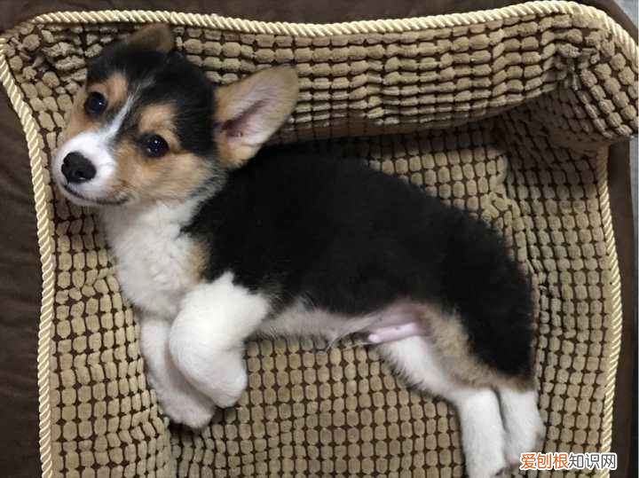 柯基为什么生下来是黑色的呢 柯基为什么生下来是黑色的呢