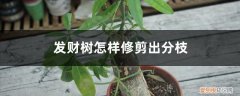 发财树的枝条全部剪掉 发财树怎样修剪出分枝，发财树剪枝后如何处理