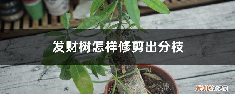 发财树的枝条全部剪掉 发财树怎样修剪出分枝，发财树剪枝后如何处理