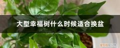 幸福树什么时间换盆最好 大型幸福树什么时候适合换盆，适合放在室外吗