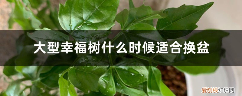 幸福树什么时间换盆最好 大型幸福树什么时候适合换盆，适合放在室外吗