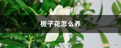 栀子花冬季落叶吗? 栀子花怎么养，栀子花冬天落叶吗
