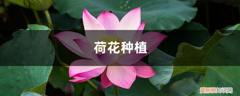 荷花种植方法,荷花的生长过程图片 荷花种植方法，荷花的生长过程