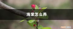 那个海棠花怎么养 海棠怎么养，海棠花价格
