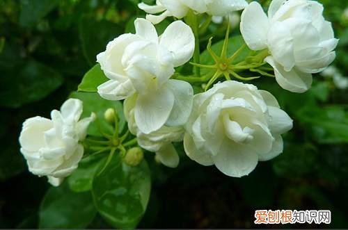 图 茉莉怎样修剪开花多(茉莉花怎样修剪才能开花)