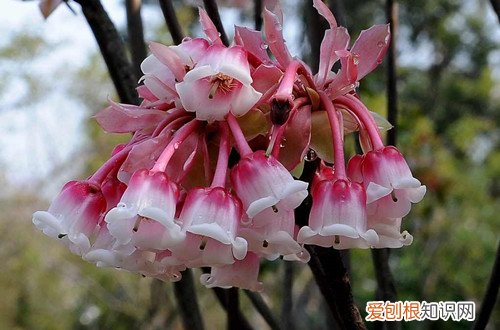 图 吊钟花怎么催花,让它早点开(吊钟开花时养护)