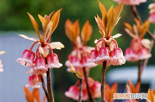 图 吊钟花怎么催花,让它早点开(吊钟开花时养护)