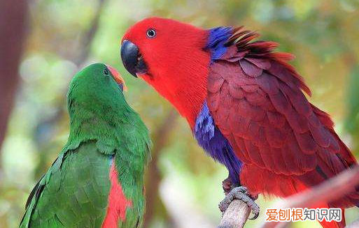 折衷鹦鹉容易死吗，折衷鹦鹉好养活吗
