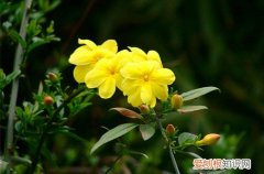 图 春天开花的植物有哪些 哪些植物春天开花