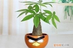 图 发财树如何从土培转水培 土培发财树如何换水培