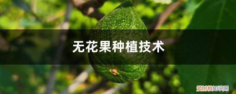 无花果树苗价格 无花果种植技术，无花果苗价格