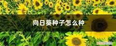 向日葵种子什么样图片 向日葵种子怎么种，向日葵种子图片