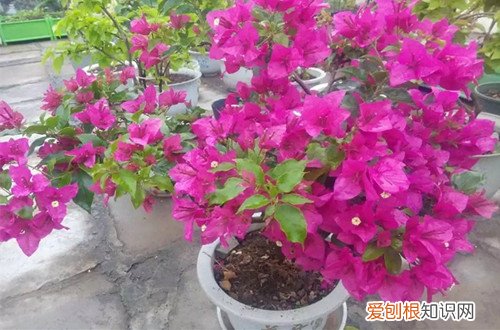 图 三角梅花期上什么肥好 三角梅多久放一次肥