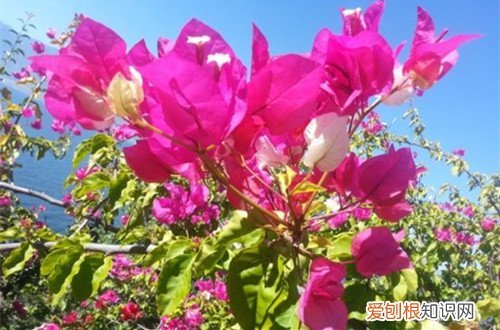 图 三角梅花期上什么肥好 三角梅多久放一次肥