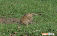 藏属兔和高原鼠兔区别，高原鼠兔是兔子吗