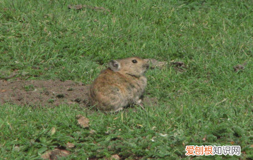 藏属兔和高原鼠兔区别，高原鼠兔是兔子吗