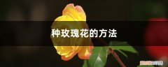 什么时候种植玫瑰花 玫瑰花怎么种，玫瑰花什么时候种
