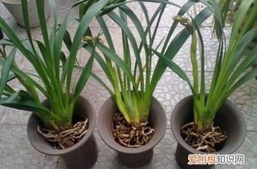 图 兰花什么时候换盆好 兰花换盆最佳时间