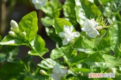 图 新买的茉莉能栽活吗 新买茉莉如何养