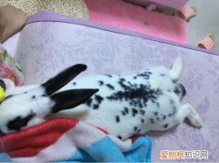 花巨兔寿命，花巨兔能活几年