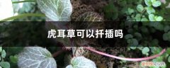 虎耳草可以扦插吗,虎耳草怎么扦插才能活 虎耳草可以扦插吗，虎耳草怎么扦插