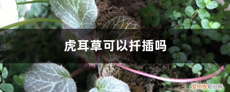 虎耳草可以扦插吗,虎耳草怎么扦插才能活 虎耳草可以扦插吗，虎耳草怎么扦插