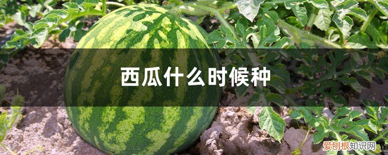 一般什么时候种西瓜 西瓜什么时候种，怎么种西瓜