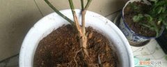 花盆积水是什么样子 盆栽怎么排积水，怎么看花盆是否积水