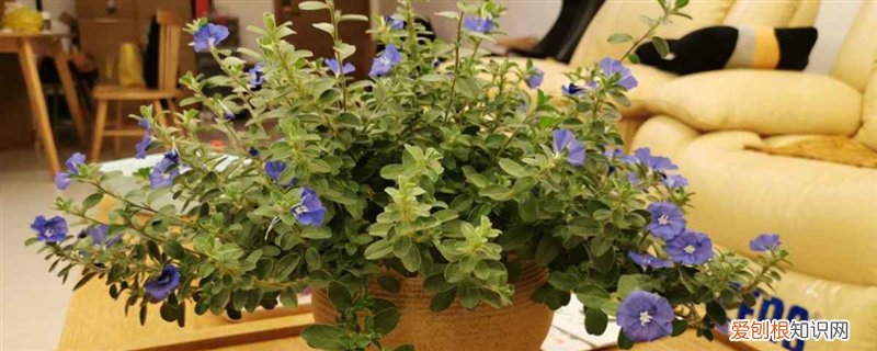 怎样在室内养花不死，室内怎样养花长得茂盛
