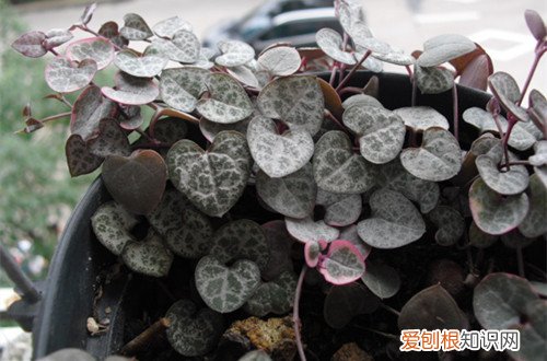 图 爱之蔓冬天能浇水吗 爱之蔓冬天怎么养