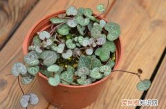 图 爱之蔓冬天能浇水吗 爱之蔓冬天怎么养