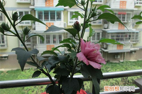 图 盆栽木槿冬天掉叶子是怎么回事 盆栽木槿花冬天怎么养