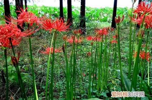图 彼岸花如何过冬 彼岸花冬天怎么养