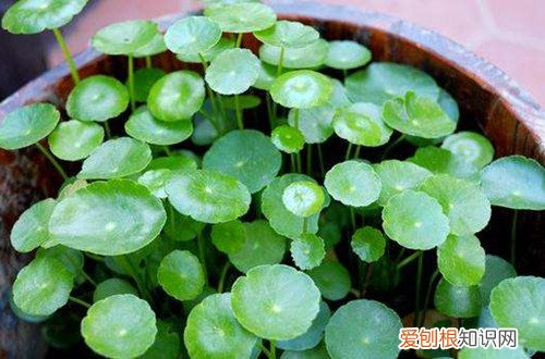 图 水培铜钱草冬天怎么养 水培铜钱草怎么过冬