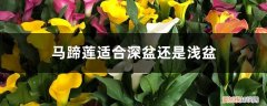 马蹄莲用深盆种吗 马蹄莲适合深盆还是浅盆，马蹄莲适合多大的盆