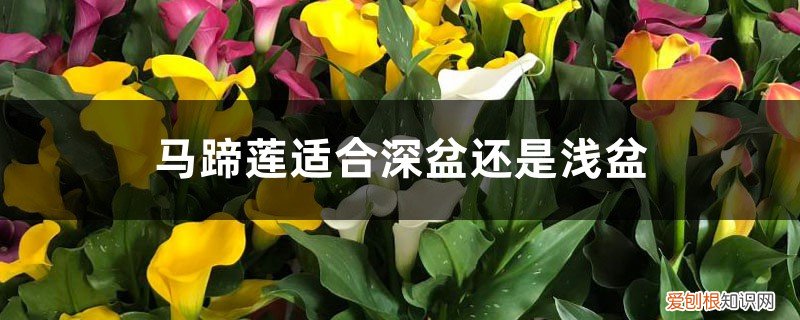 马蹄莲用深盆种吗 马蹄莲适合深盆还是浅盆，马蹄莲适合多大的盆