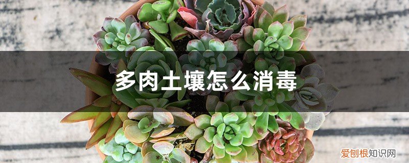 多肉土壤消毒剂怎么用 多肉土壤怎么消毒