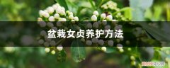 女贞的养护方法 盆栽女贞养护方法