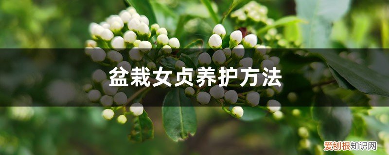 女贞的养护方法 盆栽女贞养护方法