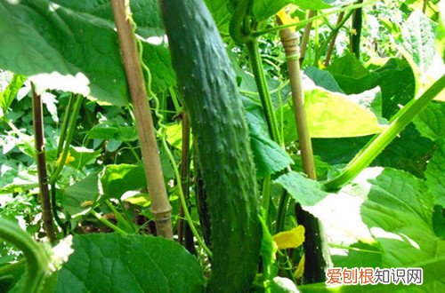 图 冬天阳台能种黄瓜吗 冬天阳台怎么种黄瓜