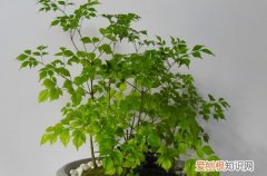 图 幸福树怎么养护 幸福树的养护方法