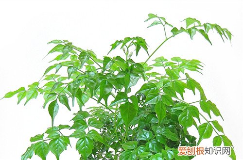 图 幸福树冬天怎么浇水 幸福树冬天怎么养