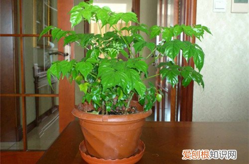 图 幸福树冬天怎么浇水 幸福树冬天怎么养
